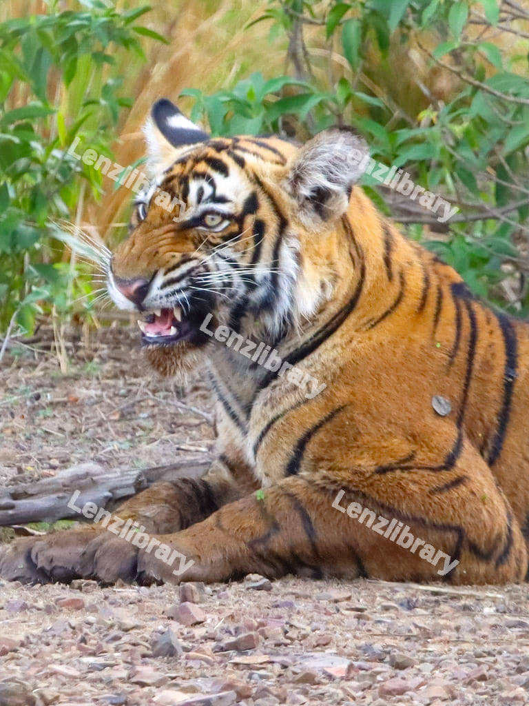 Tiger growing